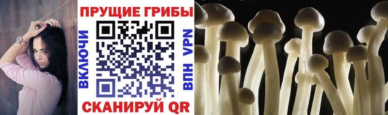 Галлюциногенные грибы прущие грибы  Гуково 